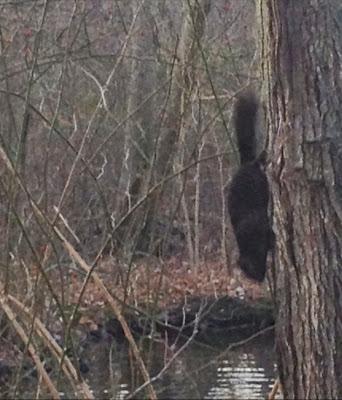 Black-Squirrel-Sighting-at-The-Massapequa-Nature-Preserve