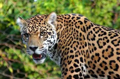 Jaguar ... ~ on the prowl at Chennai roads...
