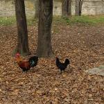 The Public Gardens of Modena – Giardini Estense The Public Gardens of Modena – Giardini Estense