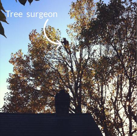 tree surgeon at work high up a tulip tree