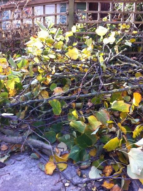 branches from the tulip tree