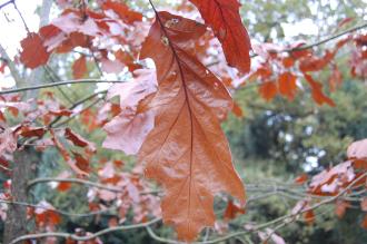 Quercus velutina Autumn Leaf (16/11/2013, Kew Gardens, London)