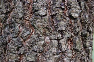 Quercus velutina Bark (16/11/2013, Kew Gardens, London)