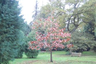 Quercus velutina (16/11/2013, Kew Gardens, London)