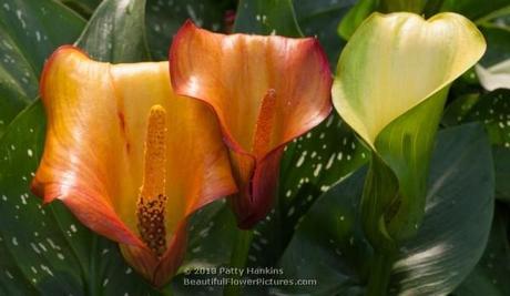 Colorful Calla Lilies Flame Calla Lily © 2013 Patty Hankins