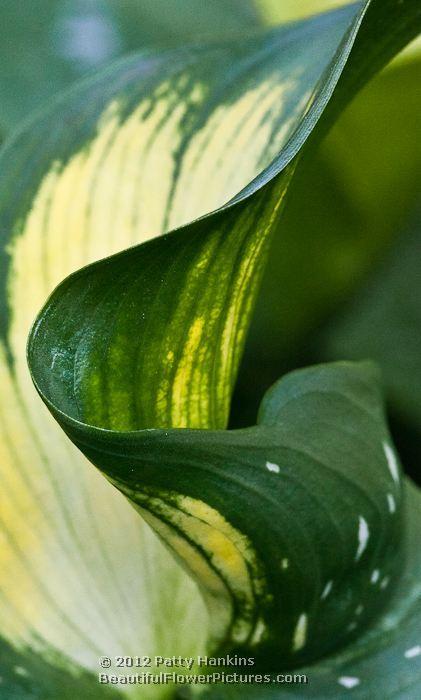 Colorful Calla Lilies Yellow Calla Lilies © 2012 Patty Hankins