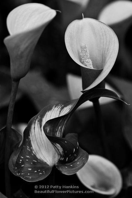 Colorful Calla Lilies Yellow Calla Lilies © 2012 Patty Hankins