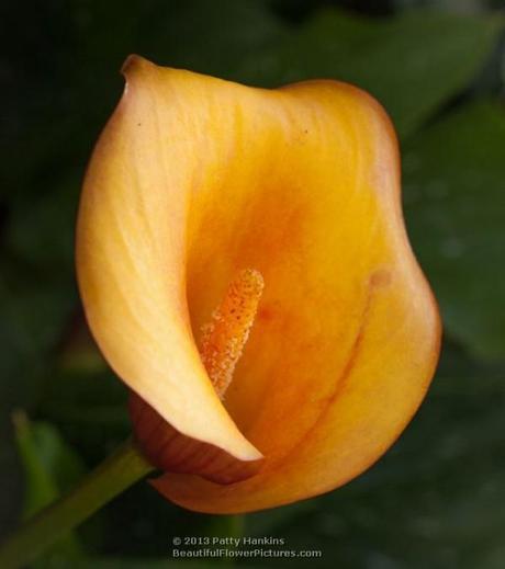 Colorful Calla Lilies Flame Calla Lily © 2013 Patty Hankins