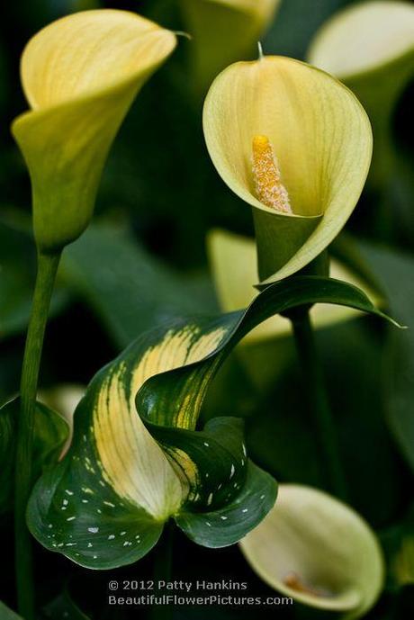 Yellow Calla Lilies © 2012 Patty Hankins