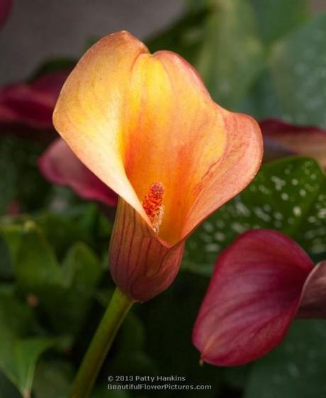Colorful Calla Lilies Flame Calla Lily © 2013 Patty Hankins