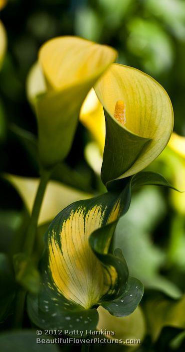 Colorful Calla Lilies Yellow Calla Lilies © 2012 Patty Hankins