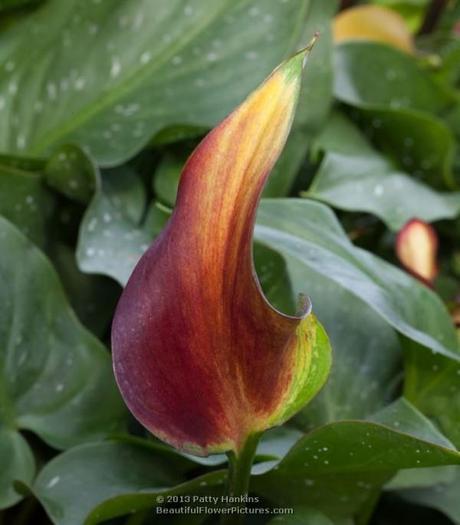 Colorful Calla Lilies Flame Calla Lily © 2013 Patty Hankins