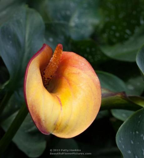 Colorful Calla Lilies Flame Calla Lily © 2013 Patty Hankins