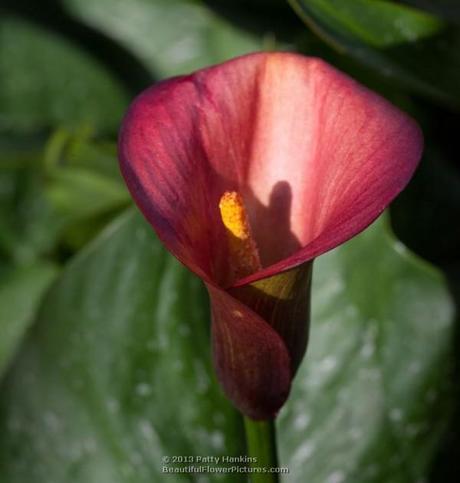 Colorful Calla Lilies Flame Calla Lily © 2013 Patty Hankins