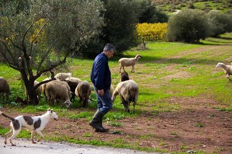 Travel Thursday: Peloponnese (Epidavros, Nemea and Napflio)