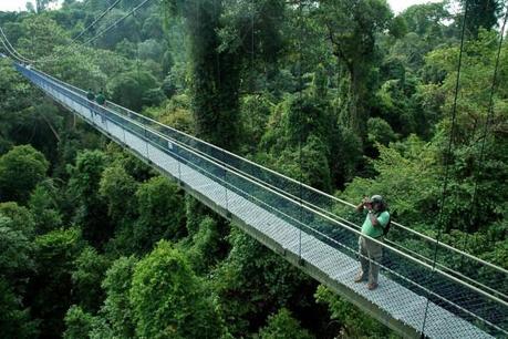 tree top walk