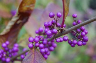 Callicarpa japonica Berries (16/11/2013, Kew Gardens, London)