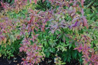 Callicarpa japonica (16/11/2013, Kew Gardens, London)