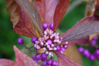 Callicarpa japonica Flowers (16/11/2013, Kew Gardens, London)