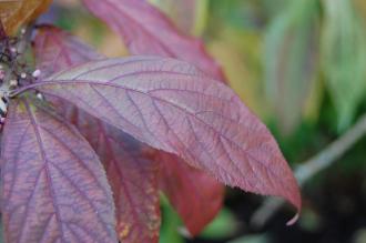 Callicarpa japonica Autumn Leaf (16/11/2013, Kew Gardens, London)