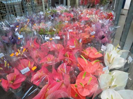 Flower Market Breslau