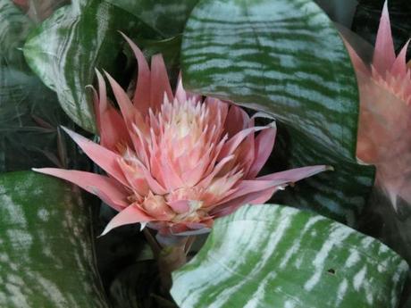 Bromiliad Plant