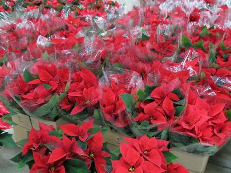 Flower Market Breslau