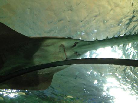 Ripley's Aquarium, Toronto, Ontario, fish, water, attraction, sharks,