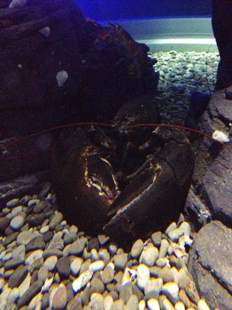 Ripley's Aquarium, Toronto, Ontario, fish, water, attraction, lobster
