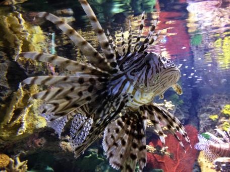 Ripley's Aquarium, Toronto, Ontario, fish, water, attraction, zebra fish