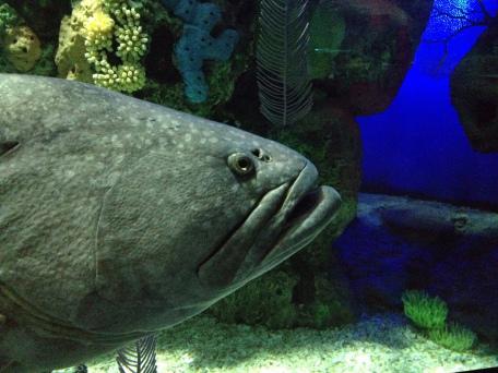 Ripley's Aquarium, Toronto, Ontario, fish, water, attraction,