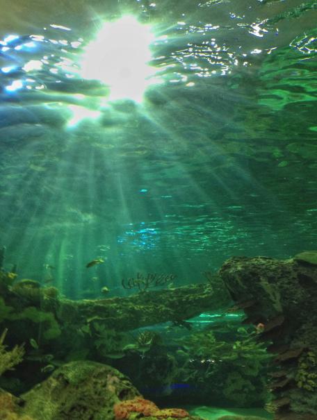 Ripley's Aquarium, Toronto, Ontario, fish, water, attraction, under the sea