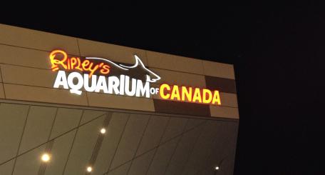 Ripley's Aquarium, Toronto, Ontario, fish, water, attraction, sharks,
