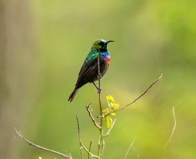 FOR THE BIRDS: THREE WEEKS BIRDWATCHING IN EAST AFRICA, Guest Post by Owen Floody