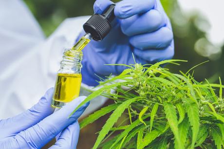 Misconceptions About CBD And THC