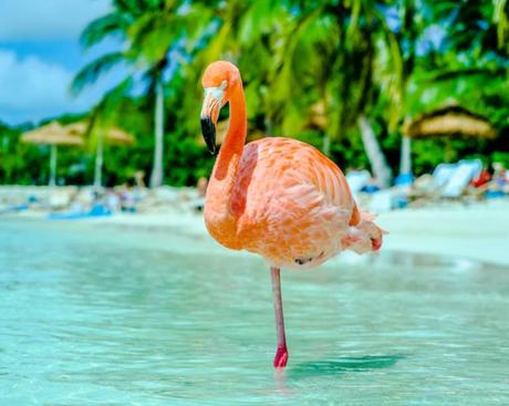 Flamingo Beach