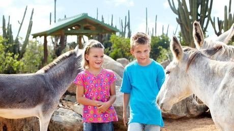 The Donkey Sanctuary in Bringamosa
