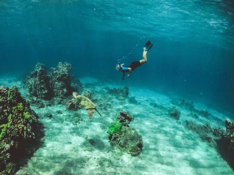 Explore the Antilla and Aruba's Incredible Marine Life