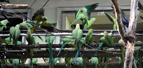 Parrots eat !  -  rice flies !!