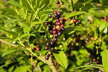 Cherry laurel shrub