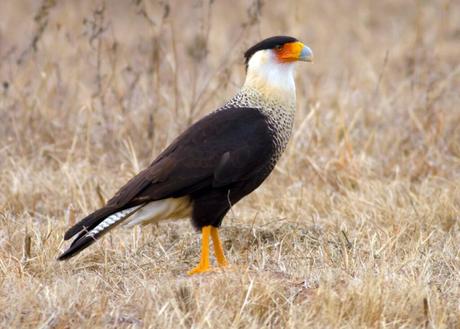 Crested Caracara