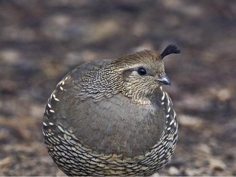 New World Quail