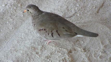 Common Ground Dove