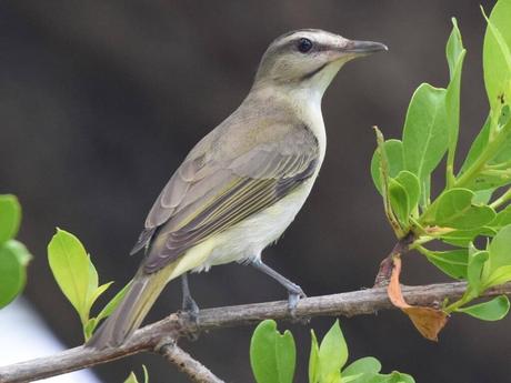 Black-Whiskered Vireo