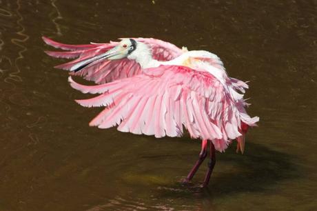 Roseate Spoonbill