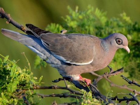 Bare-Eyed Pigeon