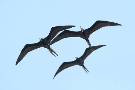 Magnificent Frigatebird