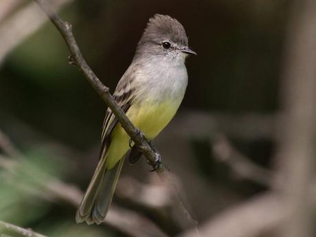 Northern Scrub Flycatcher