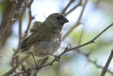 Black-Faced Grassquit