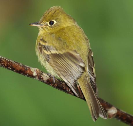 Tyrant Flycatchers